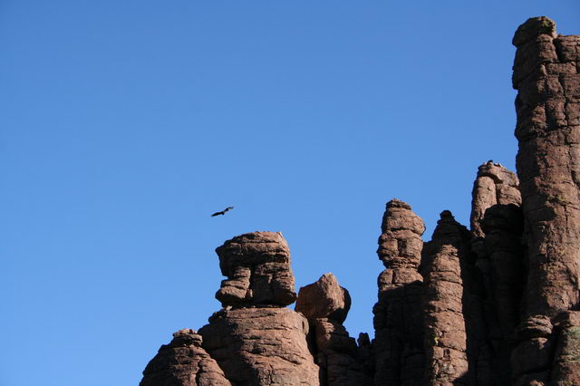 Turkey vulture